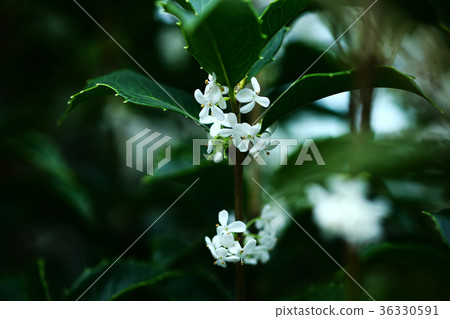 冬青白色小花 36330591