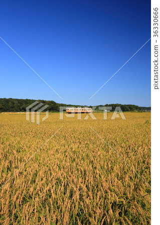 Autumn in the middle of the sea and railways 36330666