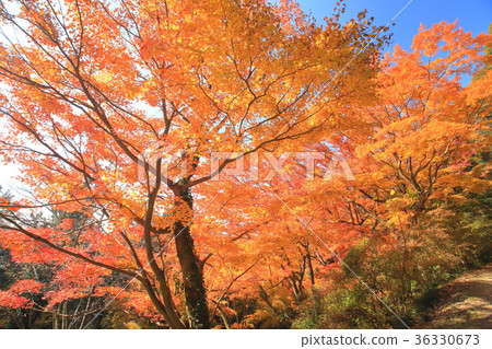 櫪木和卡爾土的秋葉 36330673