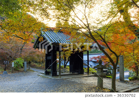 Autumn leaves of Akitsuki Castle 36330702