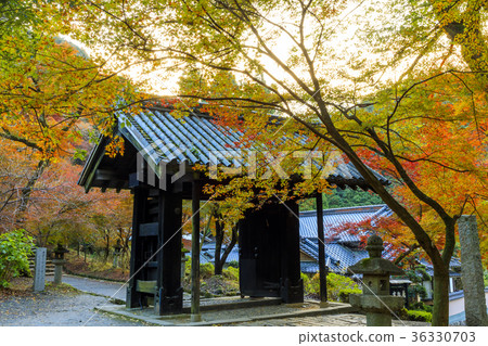 Autumn leaves of Akitsuki Castle 36330703