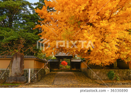 Numazu Ginkgo 36330890