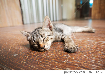 Lazy street little tabby kitten. Cat laying Lazy street little tabby kitten. Cat laying 36331212