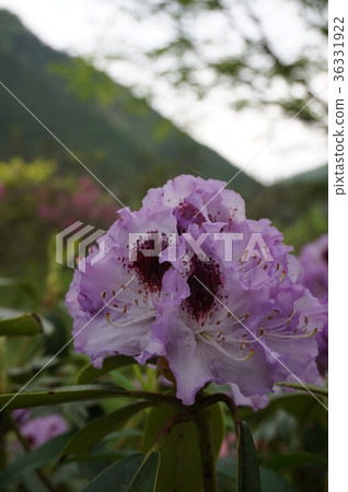 Rhododendron Rhododendron 36331922