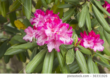 Rhododendron Rhododendron 36331926