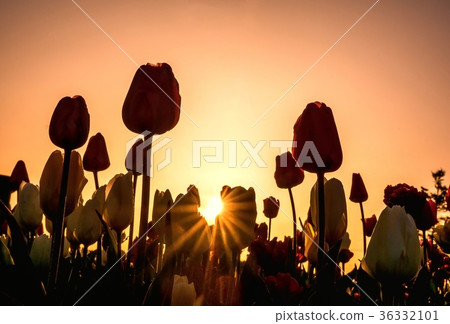 Saraki Cape荷蘭鬱金香花園（Kikkomancho） 36332101