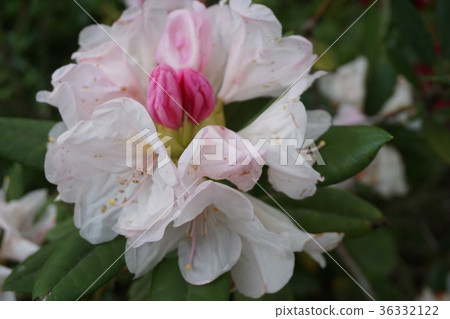 Rhododendron Rhododendron 36332122