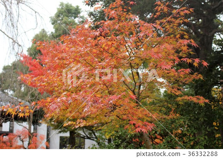 秋天的樹葉 36332288