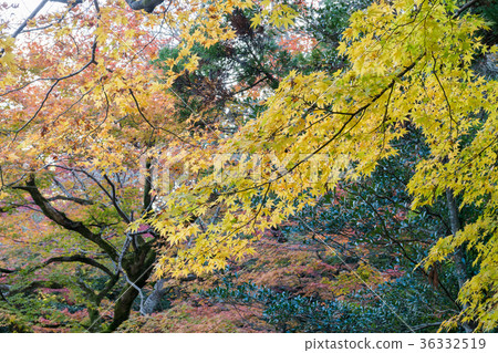 南禪寺 南禪寺 36332519
