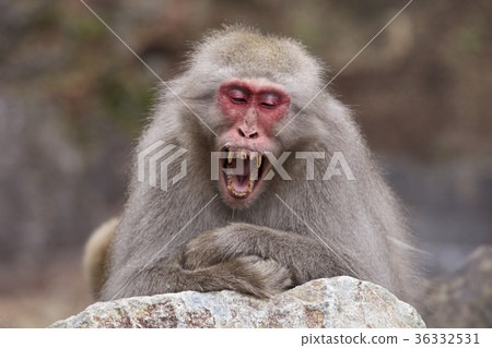 Laughing Snow Monkey in Jigokudani Onsen 36332531