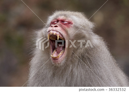 Furious snow monkey in Jigokudani Onsen Furious snow monkey in Jigokudani Onsen 36332532