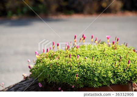 Oxalis 36332906