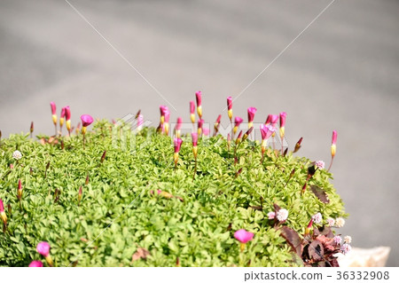 Oxalis 36332908