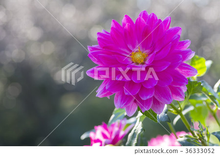 Dahlia 36333052
