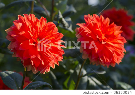 Dahlia Dahlia 36333054