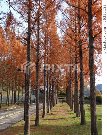 水杉的綠樹成蔭的路1 水杉的綠樹成蔭的路1 36333152