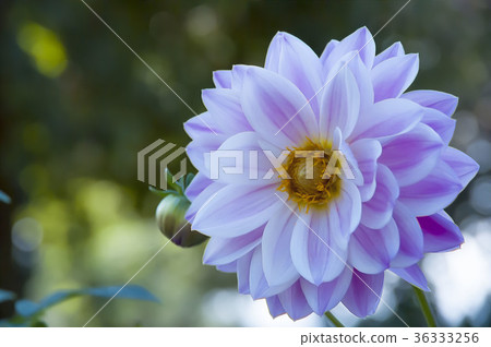 Dahlia 36333256