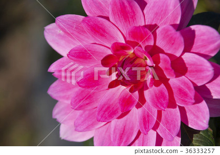Dahlia 36333257