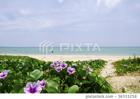 Okinawa  36333258