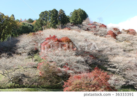 Four season cherry blossoms in Ohara, Toyota City, Aichi Prefecture 36333391