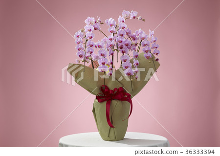 Pink color butterfly orchid 36333394