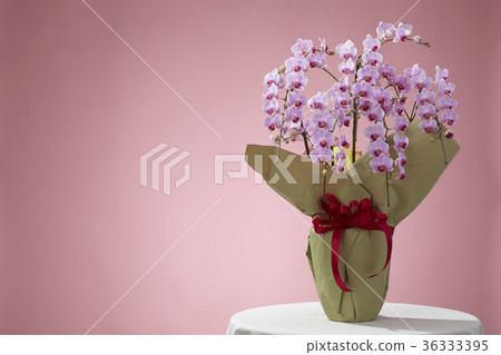 Pink color butterfly orchid Pink color butterfly orchid 36333395