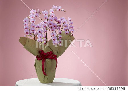 桃紅色顏色蝴蝶蘭花 36333396