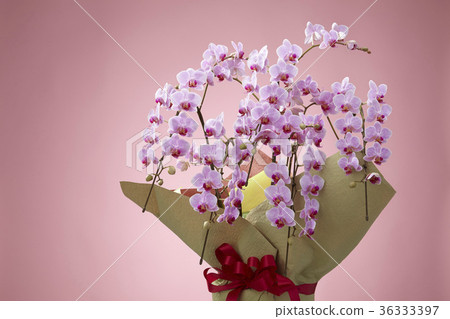 Pink color butterfly orchid 36333397