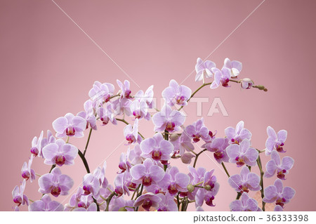 Pink color butterfly orchid 36333398