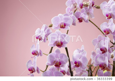 Pink color butterfly orchid 36333399