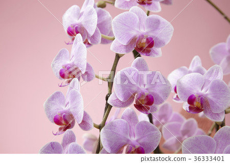 Pink color butterfly orchid 36333401