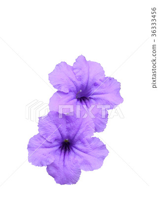 Ruellia tuberosa flower. 36333456