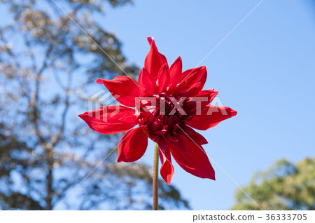 Dahlia Dahlia 36333705