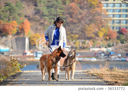 Woman taking a walk on a dog Belgian Shepherd 36333772