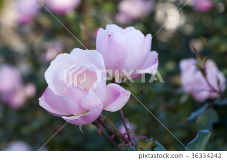 玫瑰 玫瑰 36334242