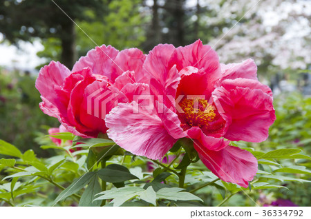 Button Button 36334792