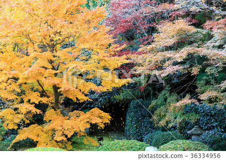 Yunibuster Autumn leaves 36334956