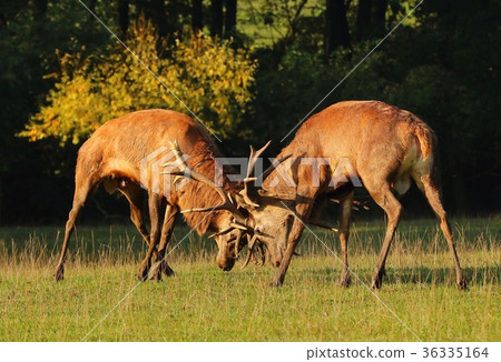 Deer males in rut fighting 36335164