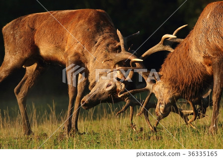 Deer males in rut fighting 36335165