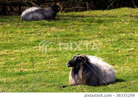 Ram warm oneself on sun at pasture. Ram warm oneself on sun at pasture. 36335299