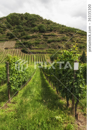 Vineyard in Southwest Germany Rhineland 36335300