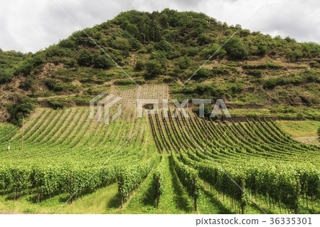 Vineyard in Southwest Germany Rhineland Vineyard in Southwest Germany Rhineland 36335301