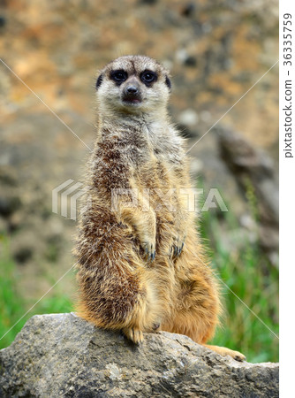 Meerkat family member (Suricata suricatta) 36335759