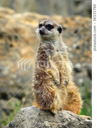 Meerkat family member (Suricata suricatta) 36335760