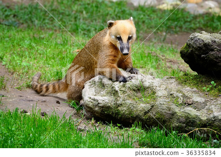 Cute coati (Nasua) 36335834
