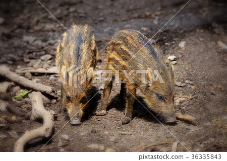 Baby wild boars playing in the mud Baby wild boars playing in the mud 36335843