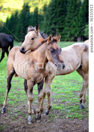 Two young horses together on pasturage in summer 36335915