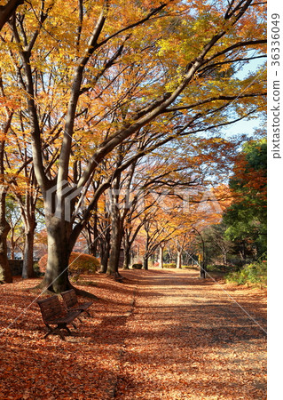 秋天Komazawa公園下落的葉子秋天葉子垂直構成 36336049