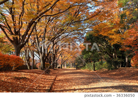 Autumn Komazawa Park Fallen leaves Fall leaves Landscape composition 36336050