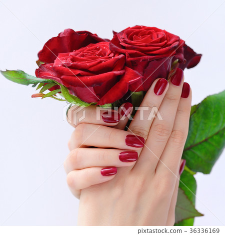 Hands of a woman with dark red manicure Hands of a woman with dark red manicure 36336169